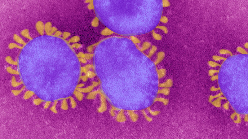 The Center for Coronavirus Information